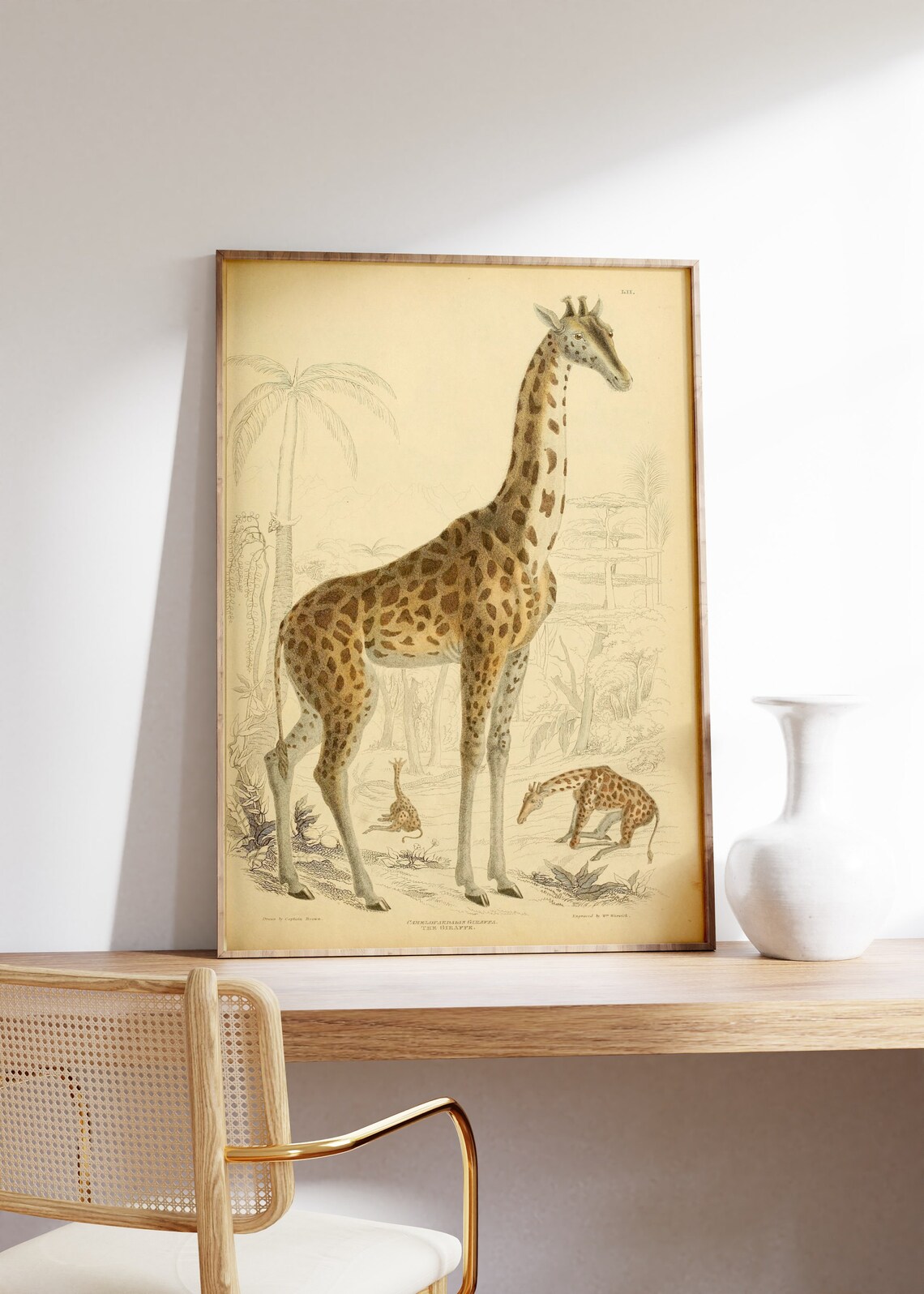 Vintage Giraffe Natural History Illustration Antique Animal Poster - Image 2