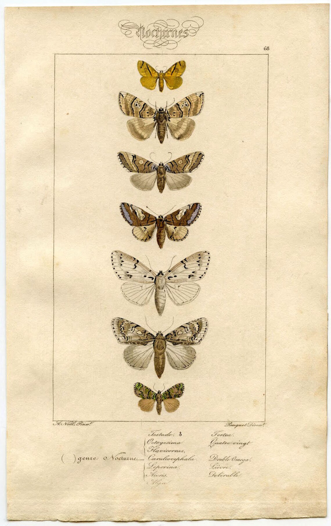 Natural History Butterflies, Vintage Art Deco Poster - Image 3