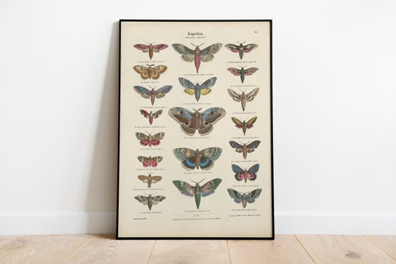 Butterflies Vintage Poster Art Deco Vintage Print Colorful Wall Art Large Wall Art Print Butterflies Room Decor Retro Butterfly Poster