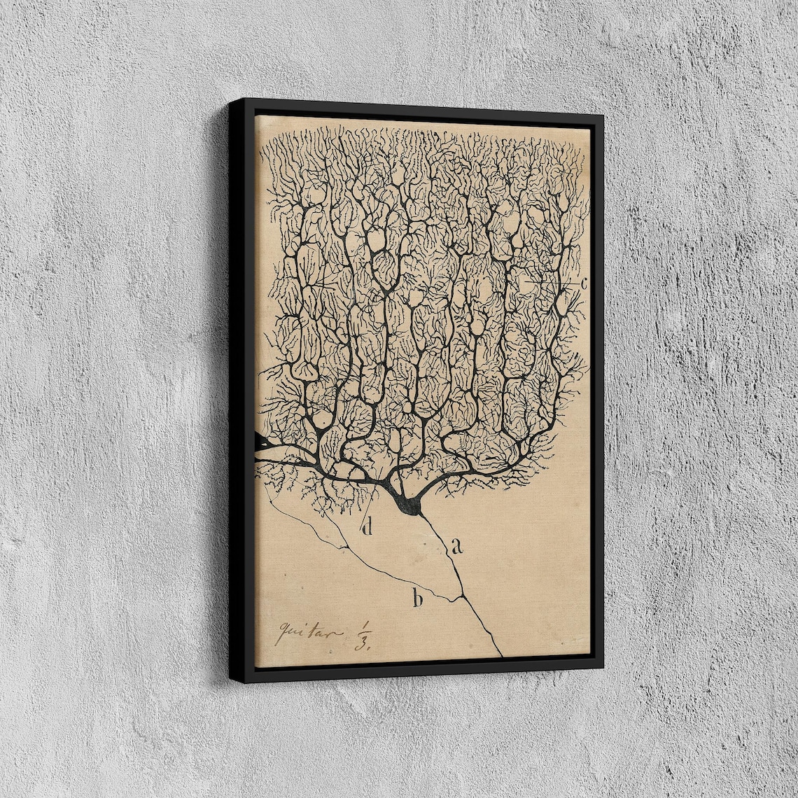 Neurons by Santiago Ramon y Cajal, Vintage Anatomy Print - Image 7