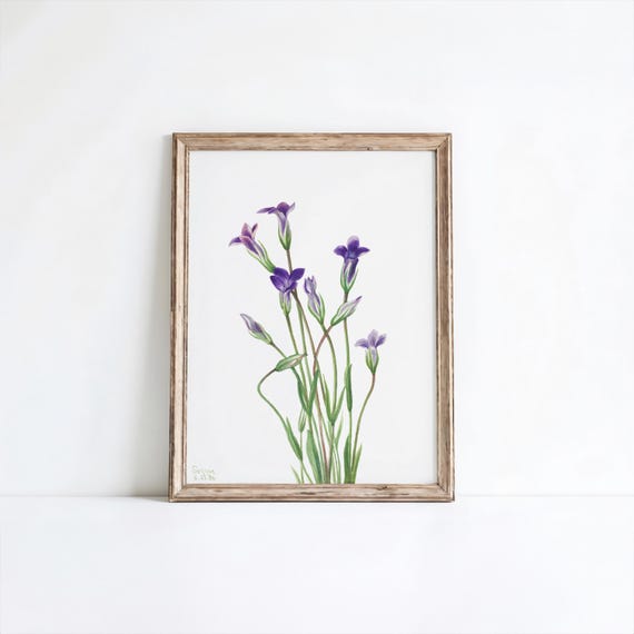 Mary Vaux Walcotts Gentian Vintage Flower Print Restored Botanical Art