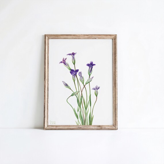 Purple Gentian Wildflower Vintage Botanical Watercolor Art Poster