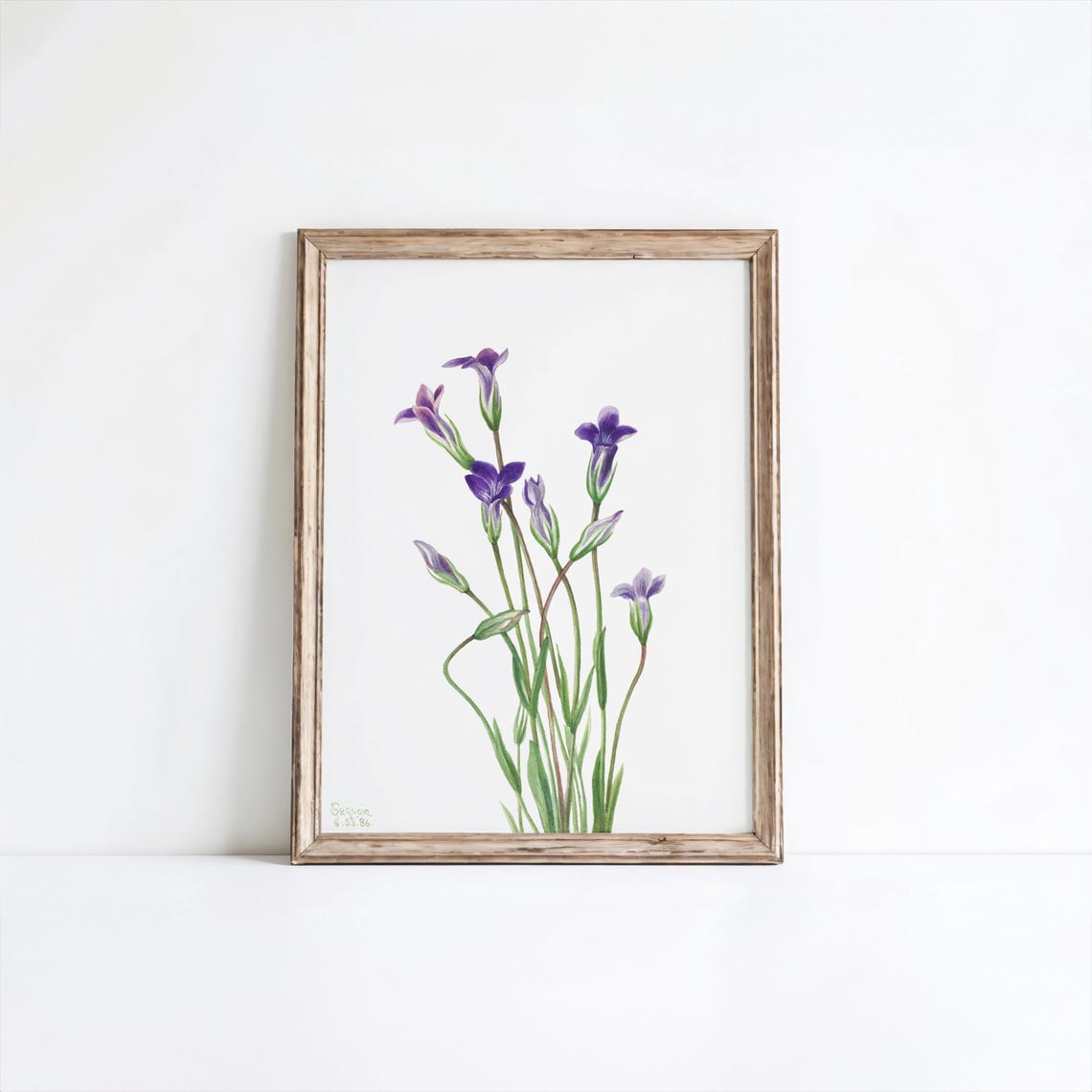 Mary Vaux Walcotts Gentian Vintage Flower Print Restored Botanical Art