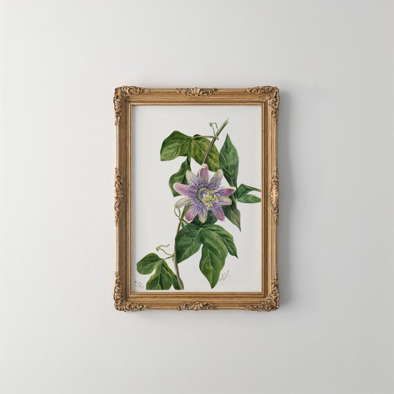 Mary Vaux Walcott Flower Print Vintage Botanical Art