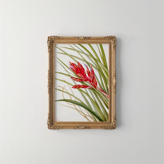 Mary Vaux Walcotts Tillandsia Print Vintage Botanical Art