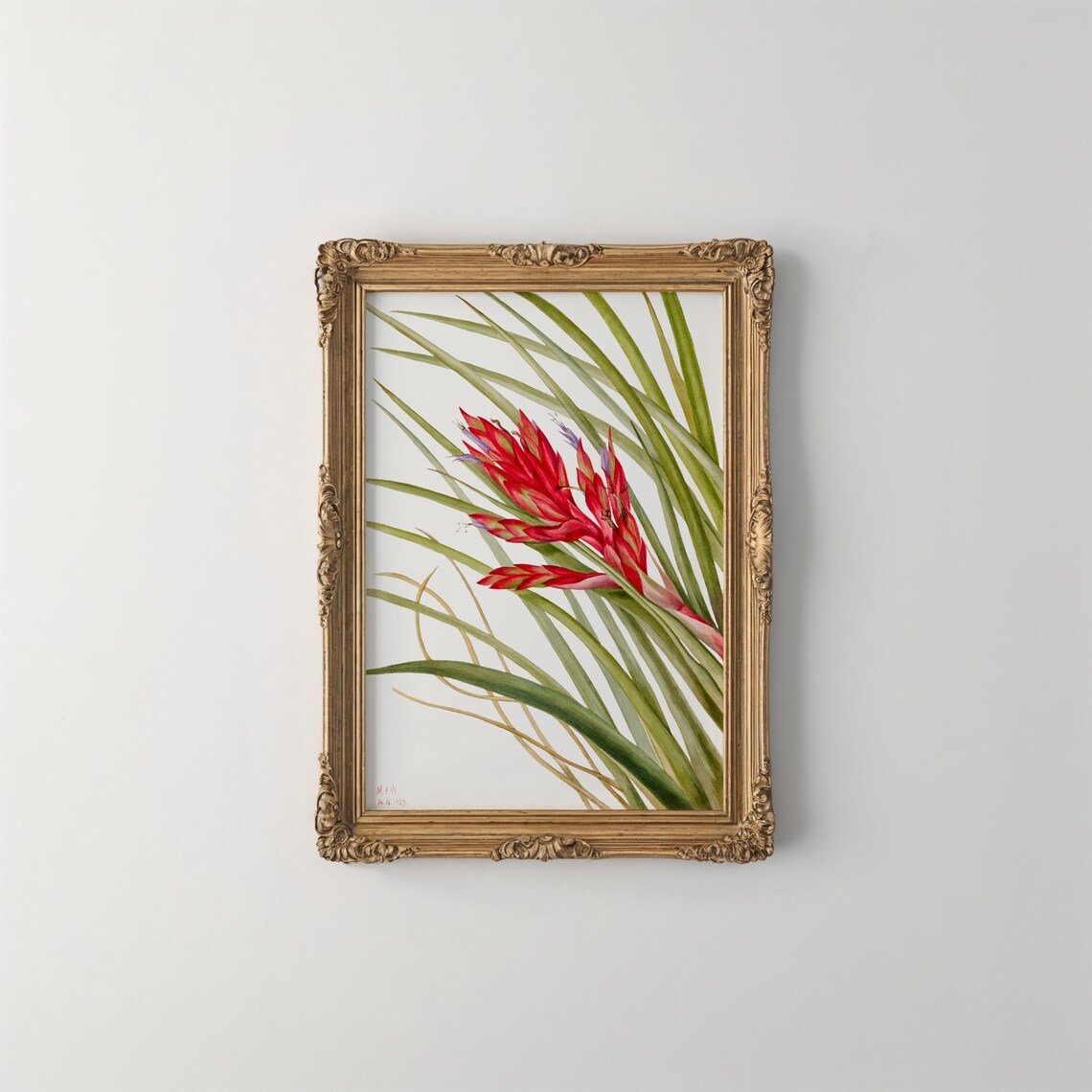 Mary Vaux Walcotts Tillandsia Print Vintage Botanical Art