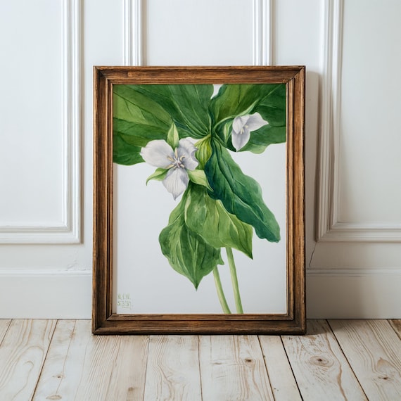 Mary Vaux Walcott White Wakerobin Blossom Botanical Watercolor Art Print