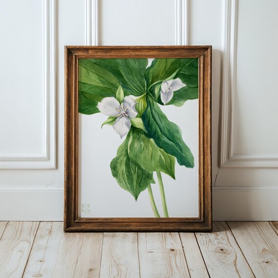 Wakerobin Flower Art Print Mary Vaux Walcott Botanical
