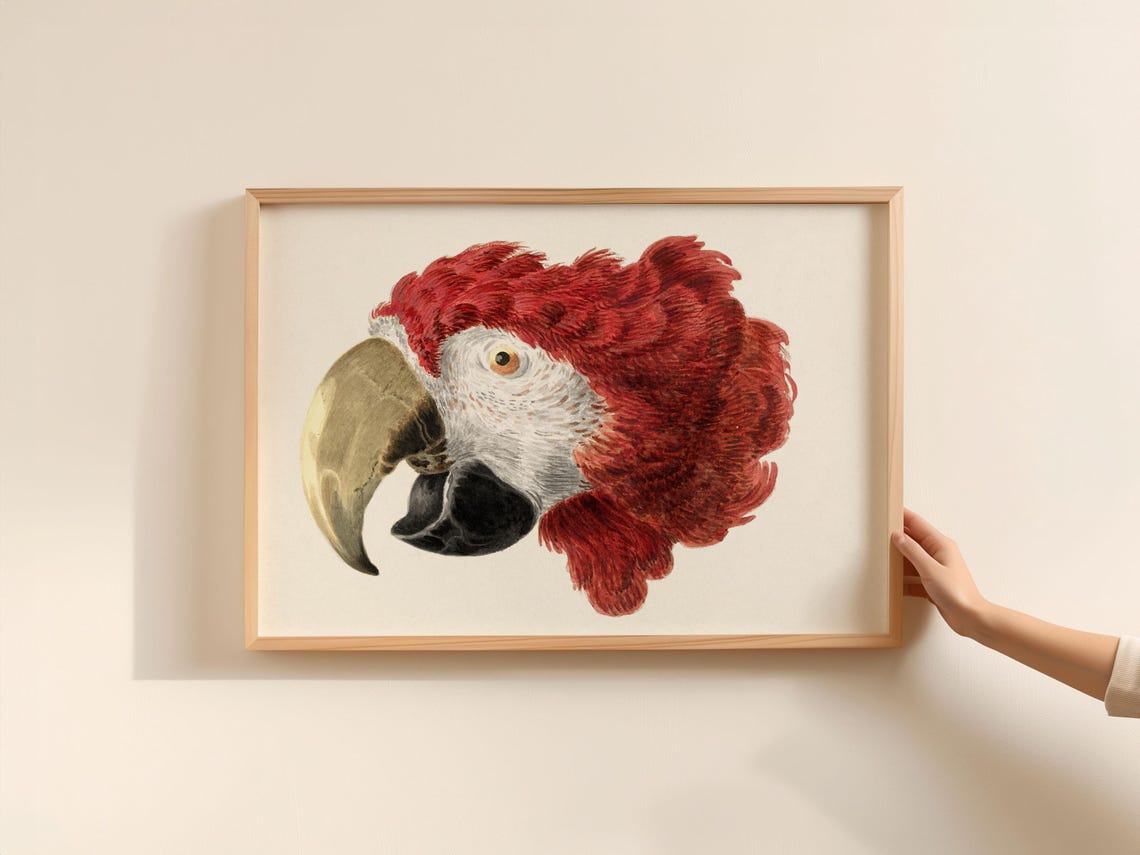 Vintage Macaw Portrait Red Parrot Head Hand Painted Bird Wall Art