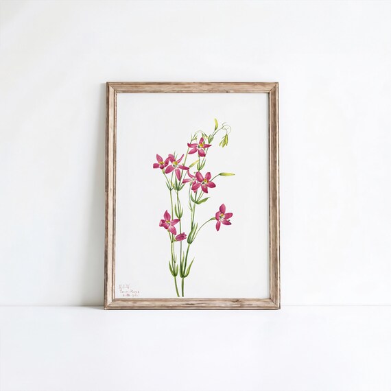 Centaurium Flower Print Mary Vaux Walcott Botanical Art