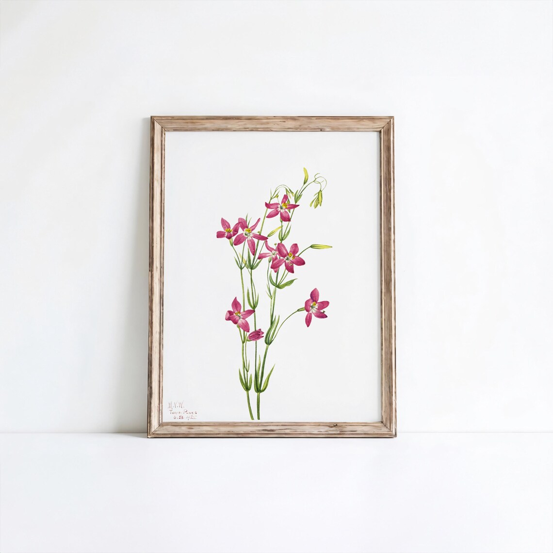 Centaurium Flower Print Mary Vaux Walcott Botanical Art