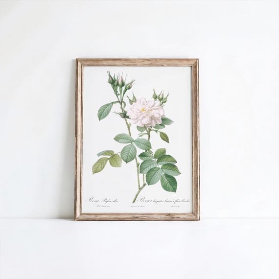 Vintage Autumn Damask Rose Print Pierrejoseph Redout Floral Art
