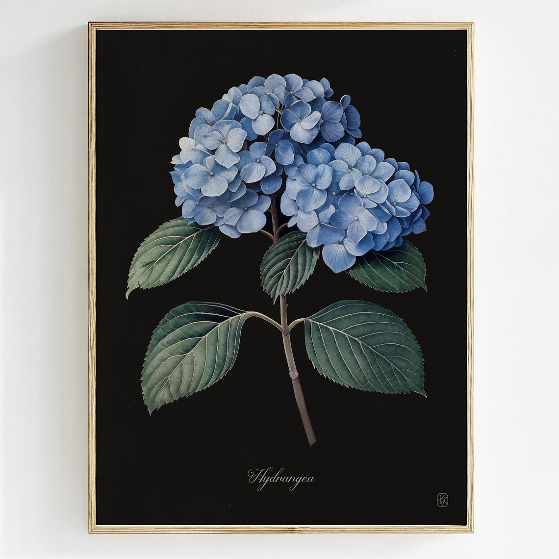 Blue Hydrangea Botanical Bloom Black Background Floral Art Print