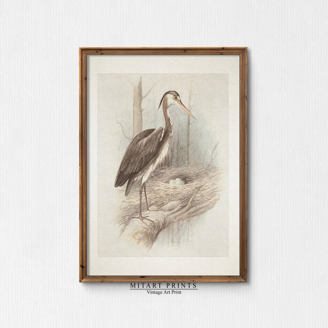 Vintage Great Blue Heron at Nest with Eggs Bird Illustration Poster