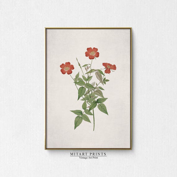 Antique Botanical Vintage Flower Art Print