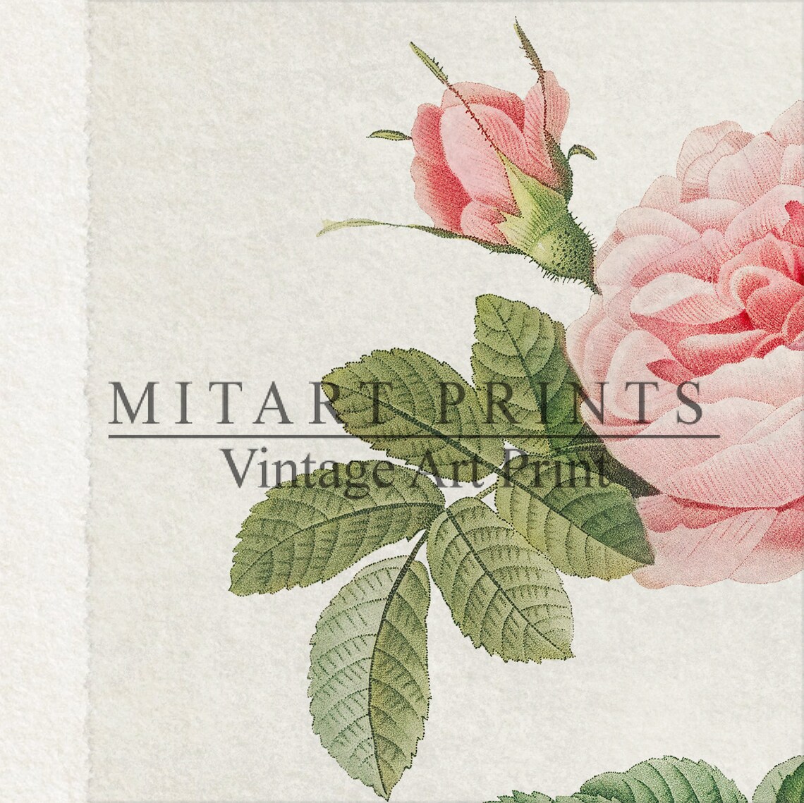Vintage Rose Print, Farmhouse Botanical Art Print - Image 3