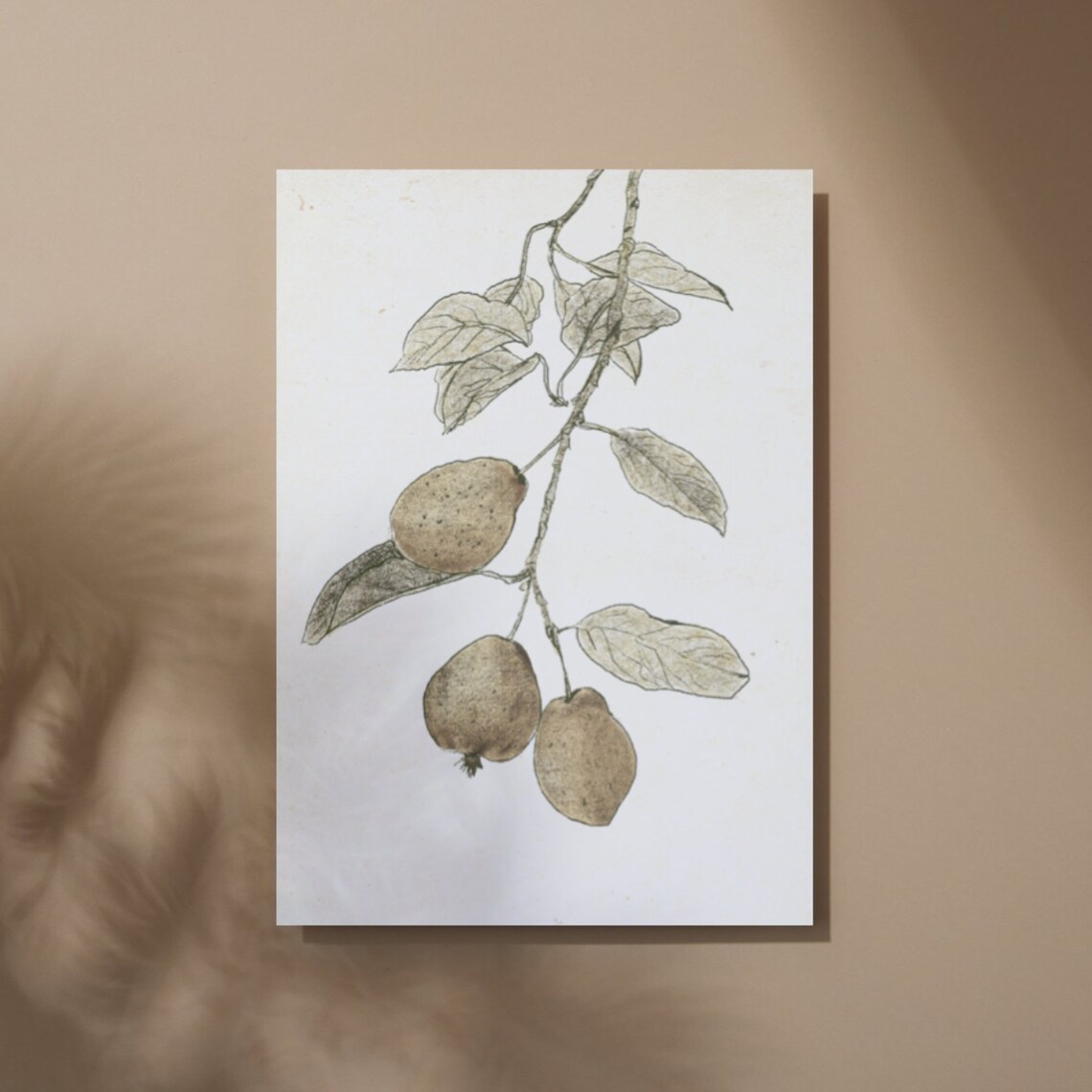 Vintage Botanical Sketch Pear Branch Detailed Leaves Kitchen Wall Art - Image 2