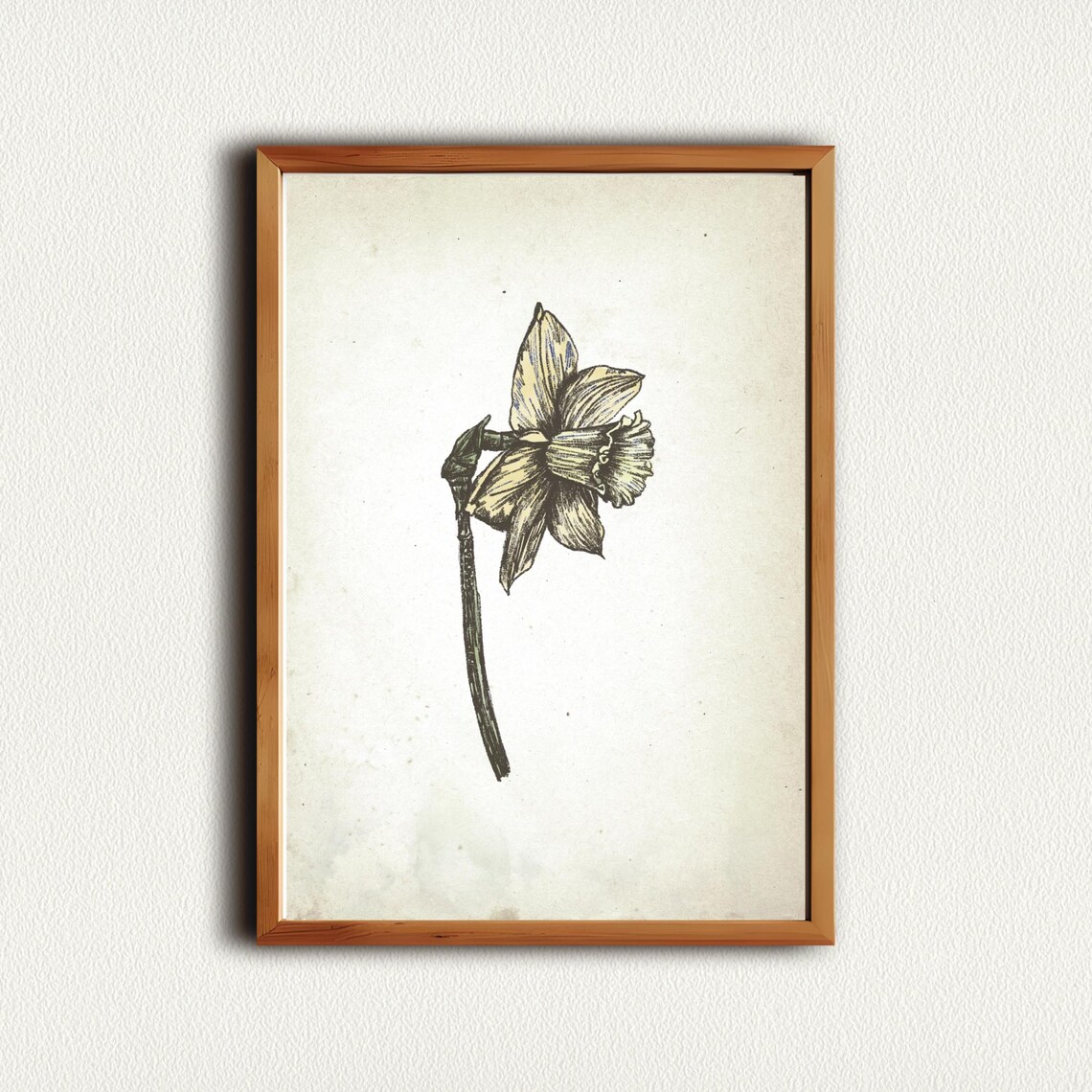 Single Daffodil Flower Ink Sketch Vintage Botanical Wall Art