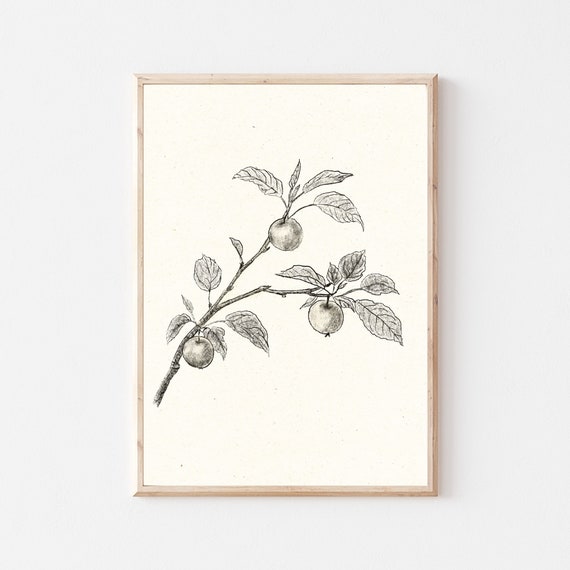 Vintage Botanical Gallery Wall Neutral Farmhouse Kitchen Sketch Art Apple Tree Branch