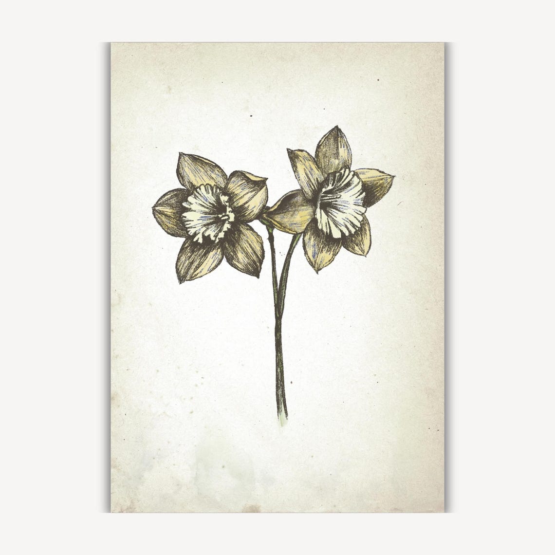 Two Daffodil Blooms On Stem Vintage Botanical Sketch Wall Art Piece - Image 3