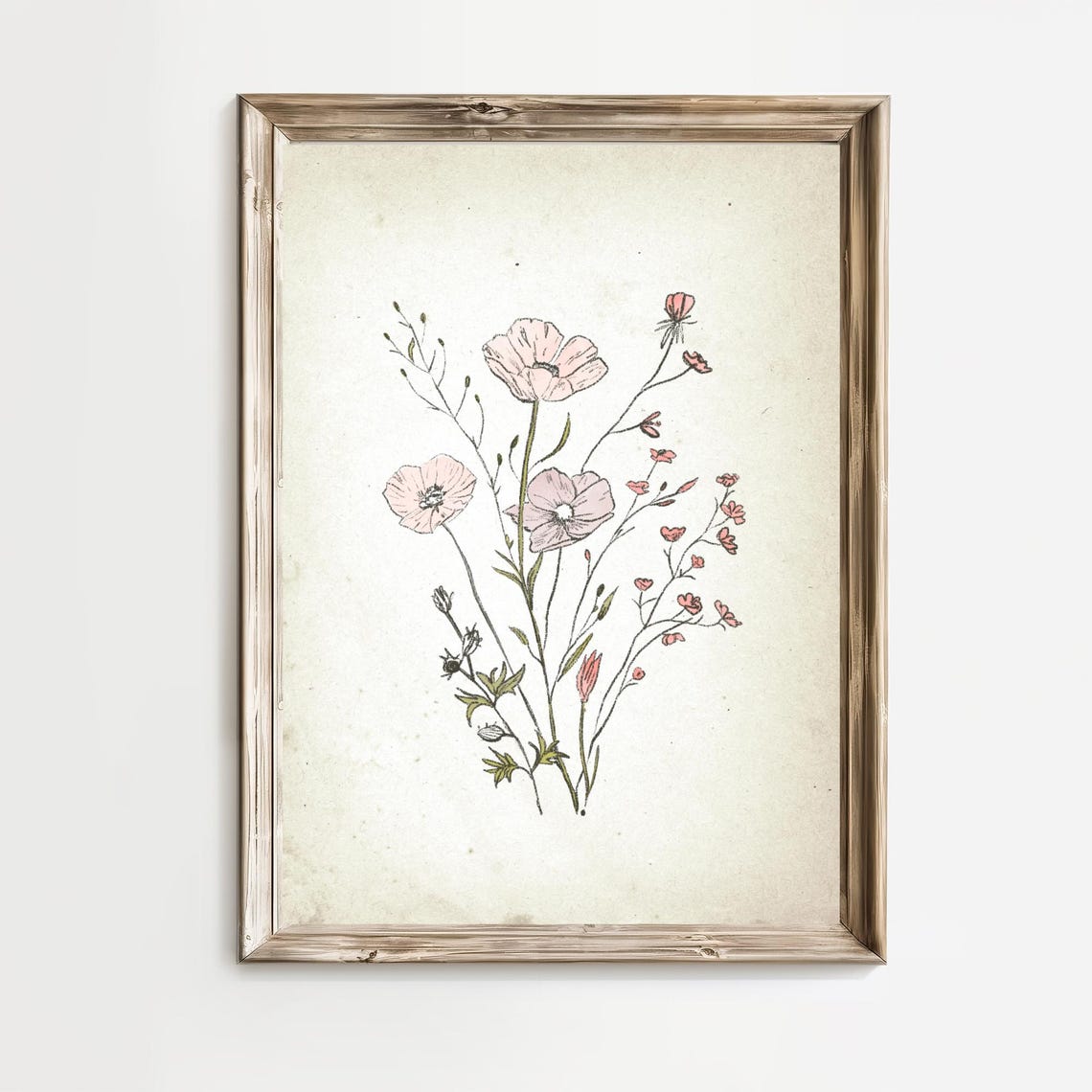 Pink Poppies with Tiny Buds in Vintage Botanical Sketch Art Print