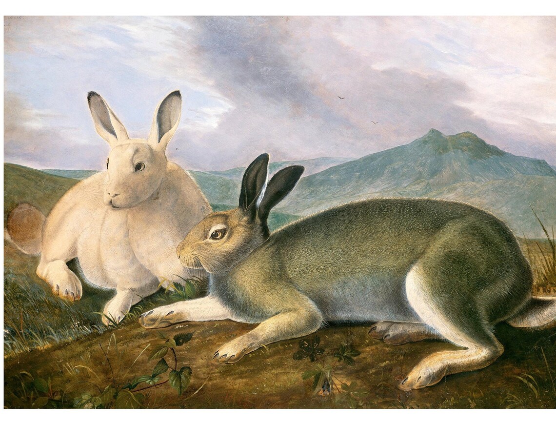 Arctic Hare Antique Lithograph Art Print