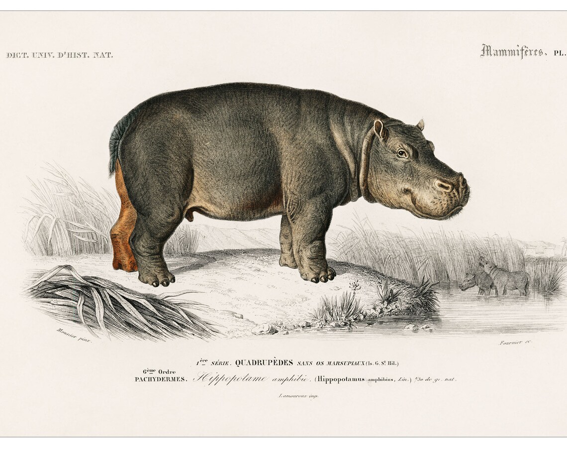Hippopotamus 1892 Antique Natural History Mammal Illustration Poster