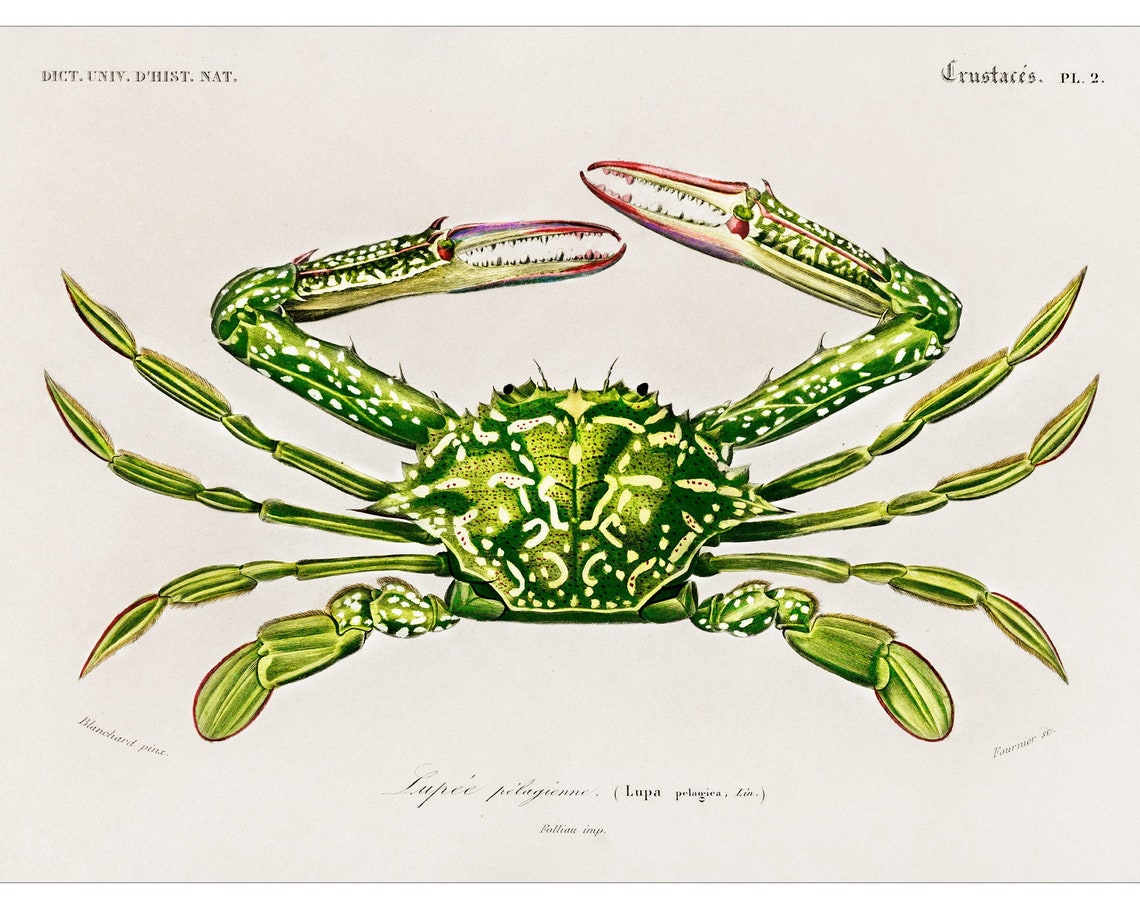 Flower Crab 1892 Antique Lithograph By Charles Dessalines D Orbigny Giclee Print Framedunframed
