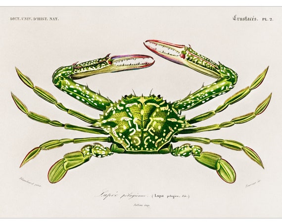 Flower Crab 1892 Antique Lithograph By Charles Dessalines D Orbigny Giclee Print Framedunframed