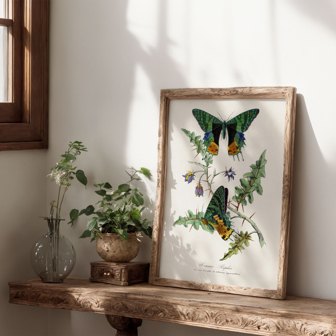 Vintage Butterfly Botanical Illustration Entomology Wall Poster - Image 6