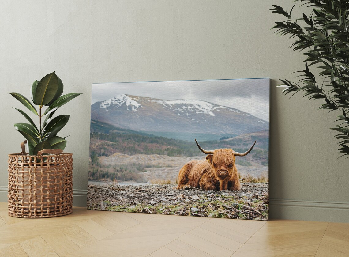 Highland Cow Resting in Scotland with Snowy Mountains Photo Poster - Image 3