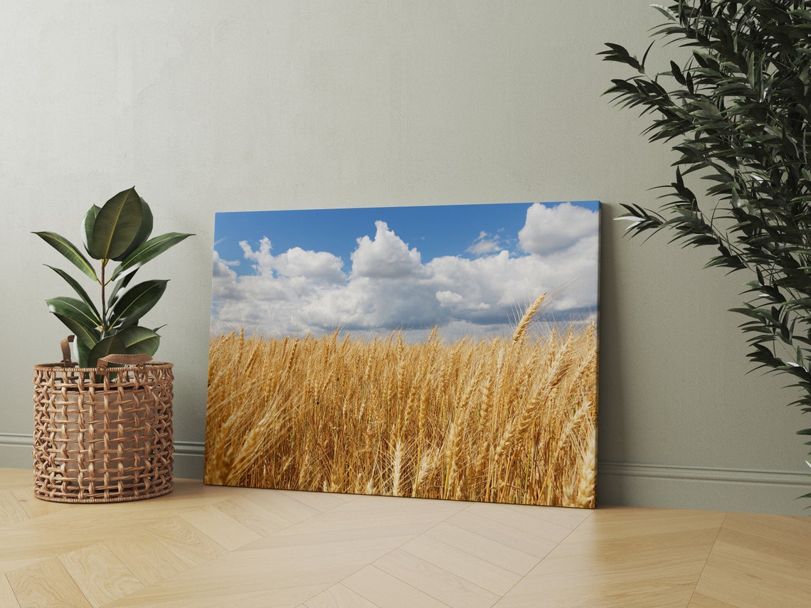 Golden Wheat Field Under Blue Sky with White Clouds Farm Photo Poster - Image 3