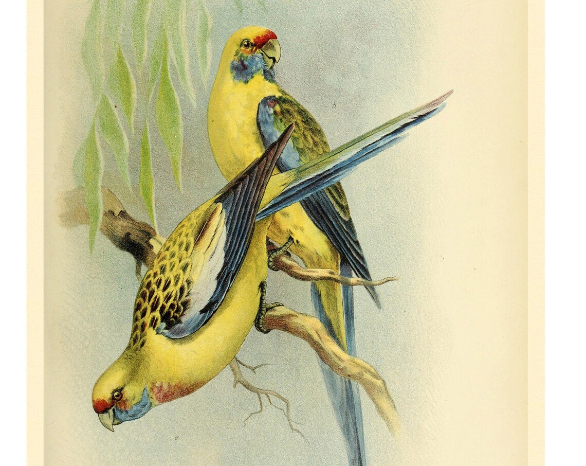Yellow Bellied And Red Rumped Parrots Art Print