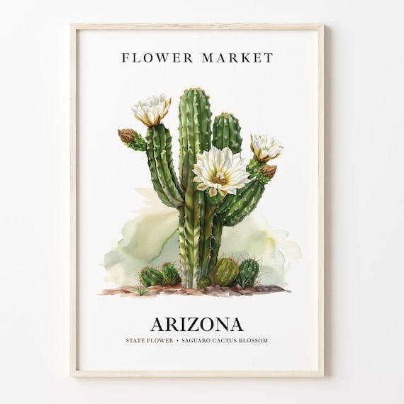 Arizona State Flower 1960s Botanical Poster