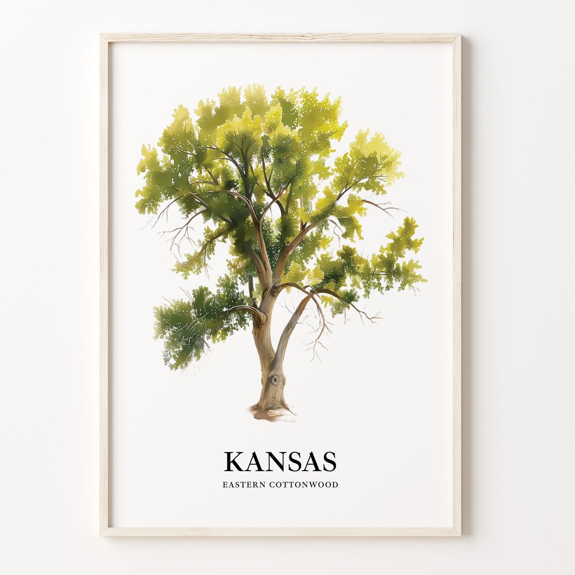 Kansas State Tree Eastern Cottonwood Art Print