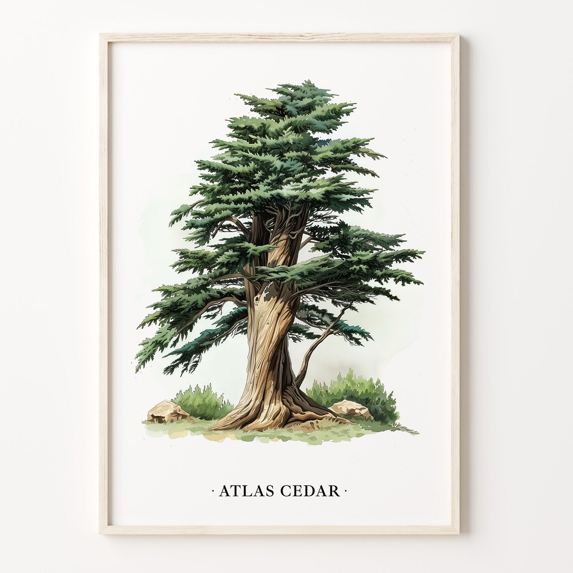 Atlas Cedar Tree Art Print, Botanical Wall Art