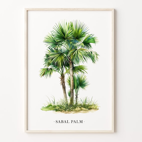 Sabal Palm Tree Art Print Wall Art Poster Tropical Home Decor Botanical Print Nature Lover Gift Palm Tree Decor C31 459