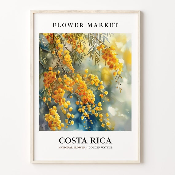 Costa Rica Flower Market Art Print Botanical Pastel Artwork Golden Wattle Wall Art Costa Rica Flower Decor C31 319