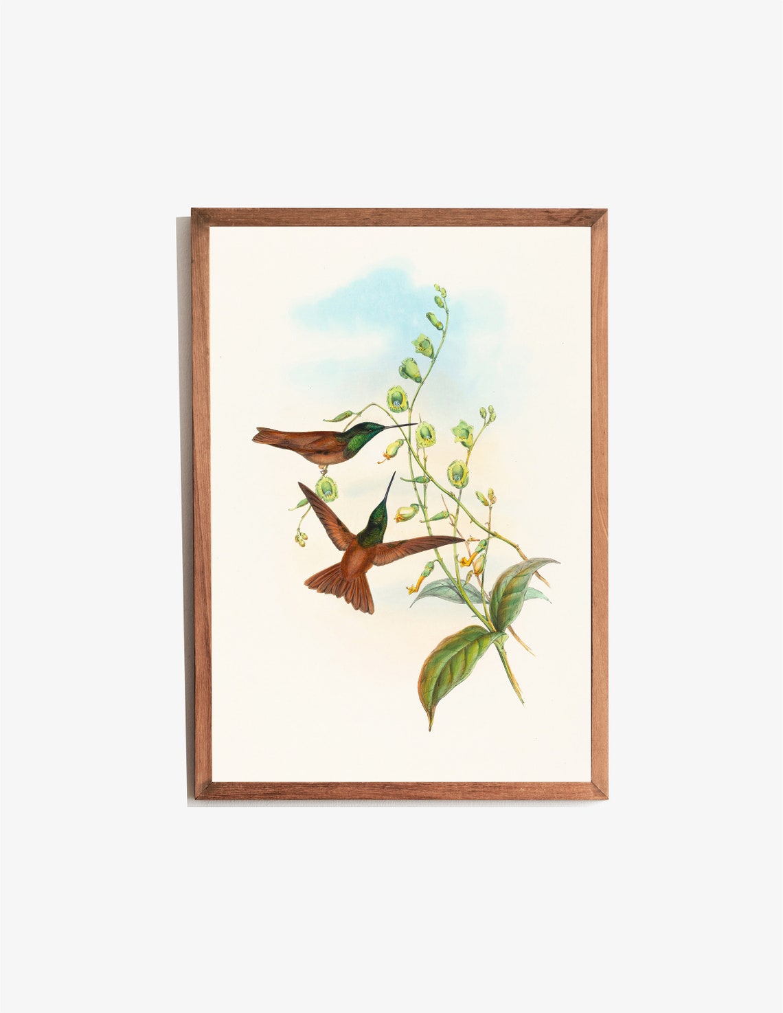 Antique Hummingbird Pair Lithograph Vintage Botanical Bird Print - Image 3