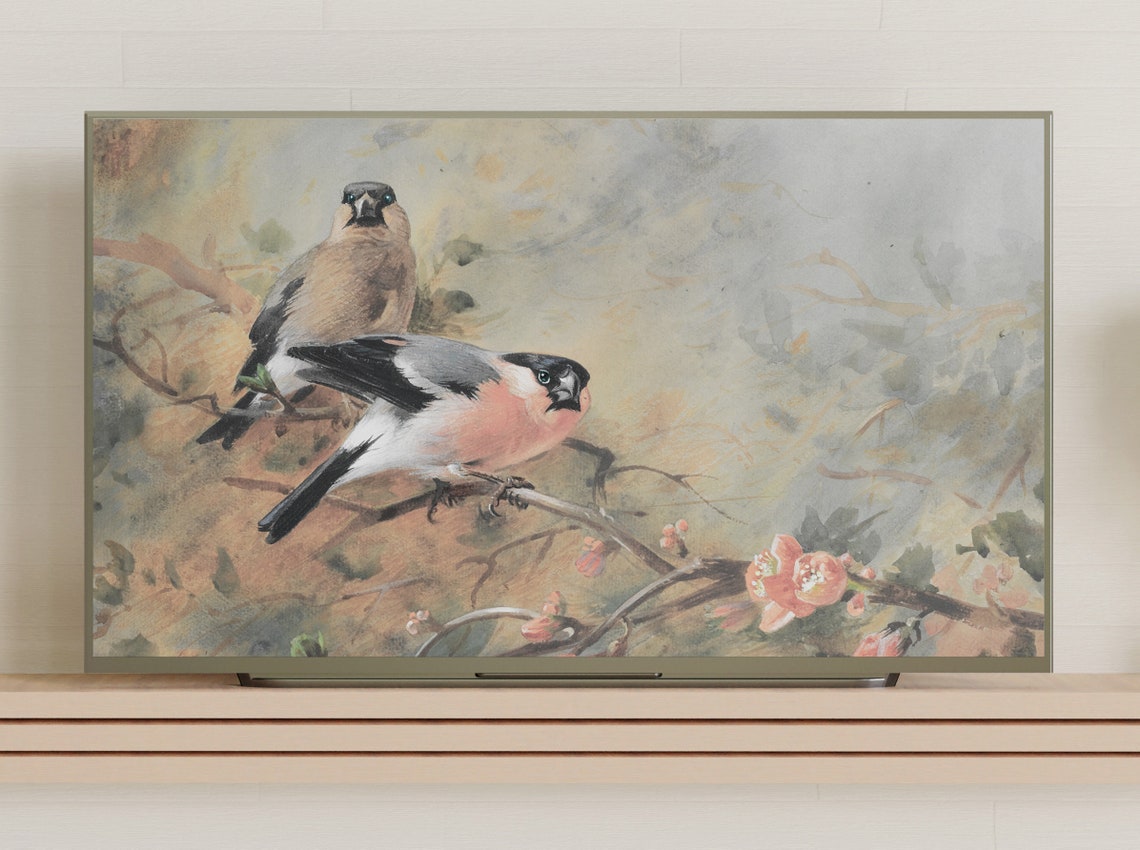 Bullfinch Pair Perched on Pink Blossom Branch Vintage Bird Print - Image 3