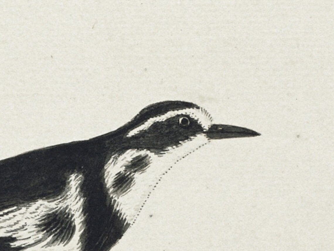 Antique Bird Illustration Small Songbird On Branch Vintage Art Poster - Image 2