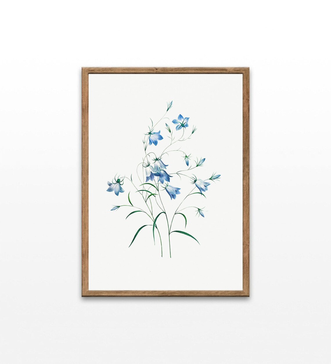 Blue Bell Wildflower Botanical Illustration Vintage Flower Art Print