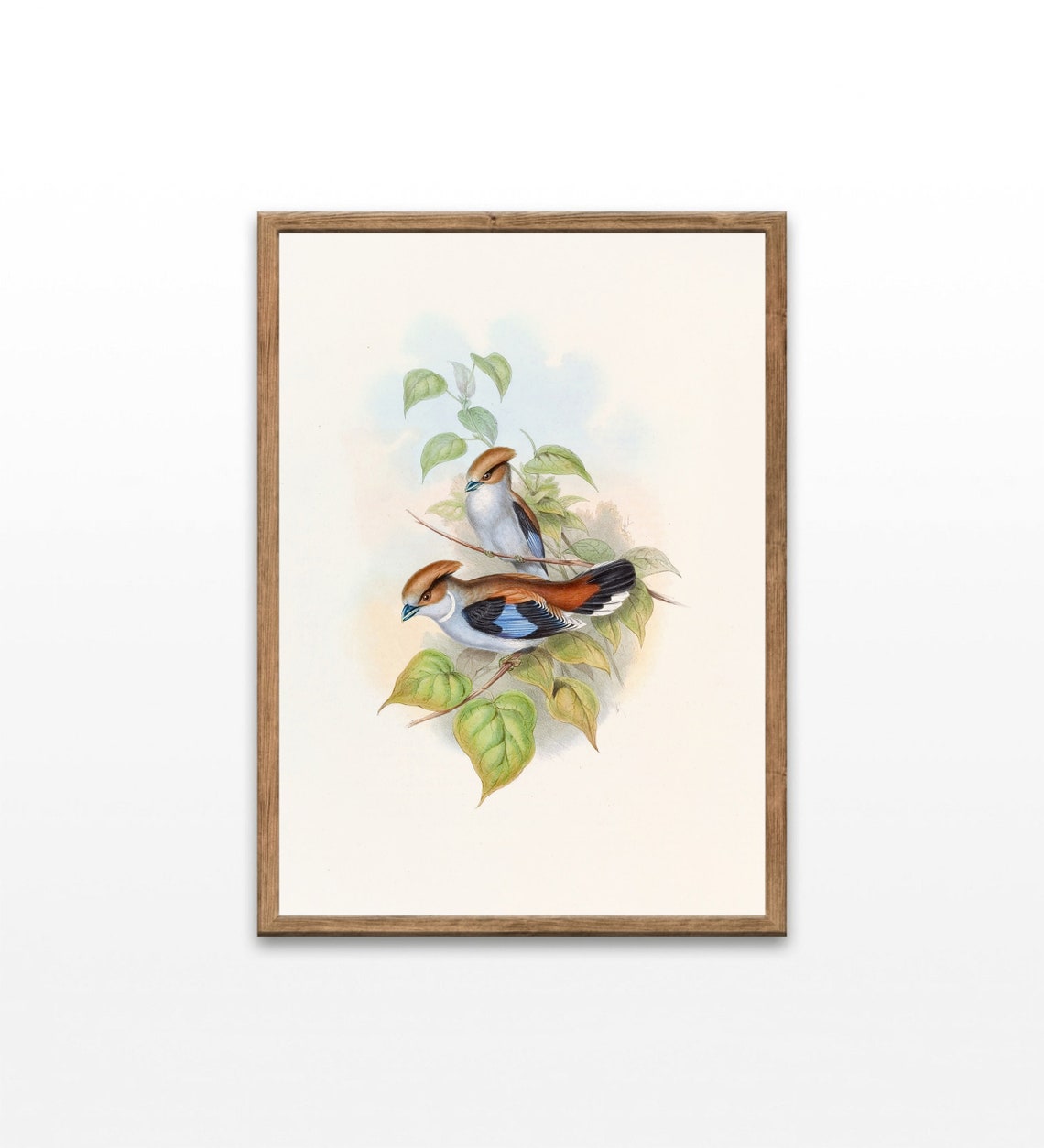Vintage Songbirds Pair Chestnut Crests Blue Wings Botanical Art Poster