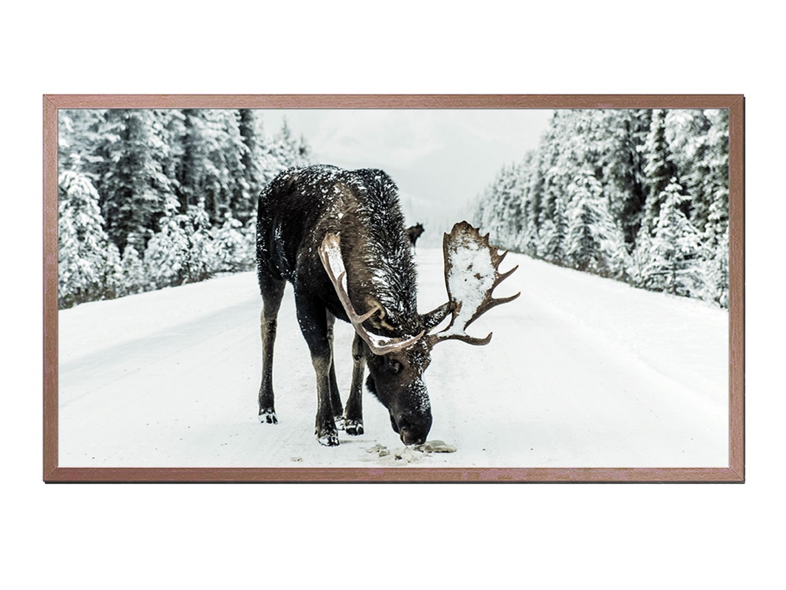 Winter Moose Walking Snowy Road Pine Forest Wildlife Photo Art Print