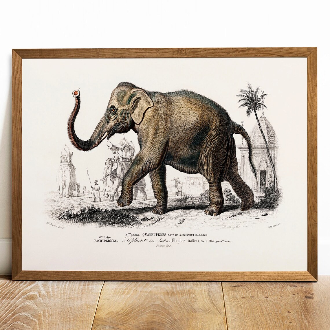 Elephant Antique Animal Drawing, Vintage Poster