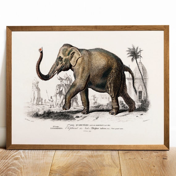 Elephant Antique Animal Drawing, Vintage Poster