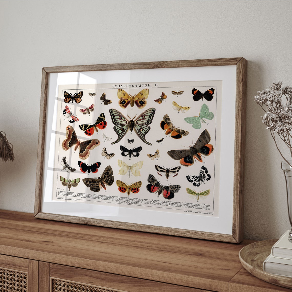 Antique Butterfly and Moth Scientific Chart Vintage Botanical Poster - Image 4