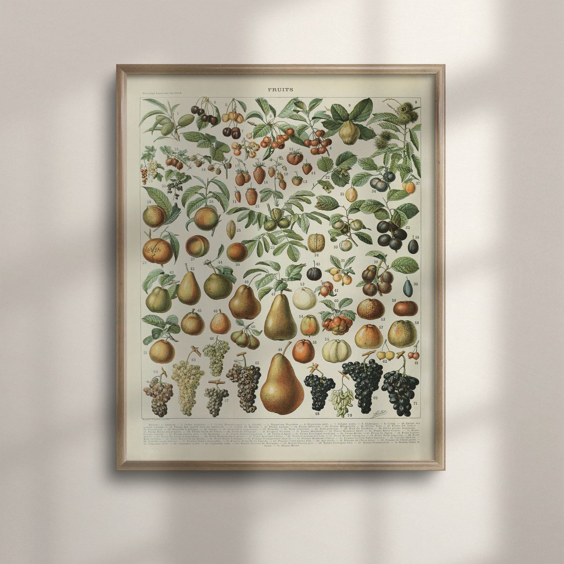 Adolphe Millot Fruits Chart Vintage French Botanical Orchard Poster