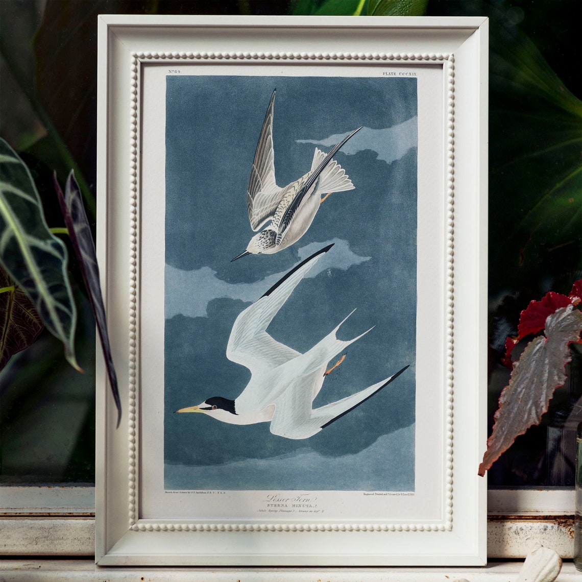 Audubon Lesser Tern Seabirds Vintage Plate Blue Sky Ornithology Poster - Image 4