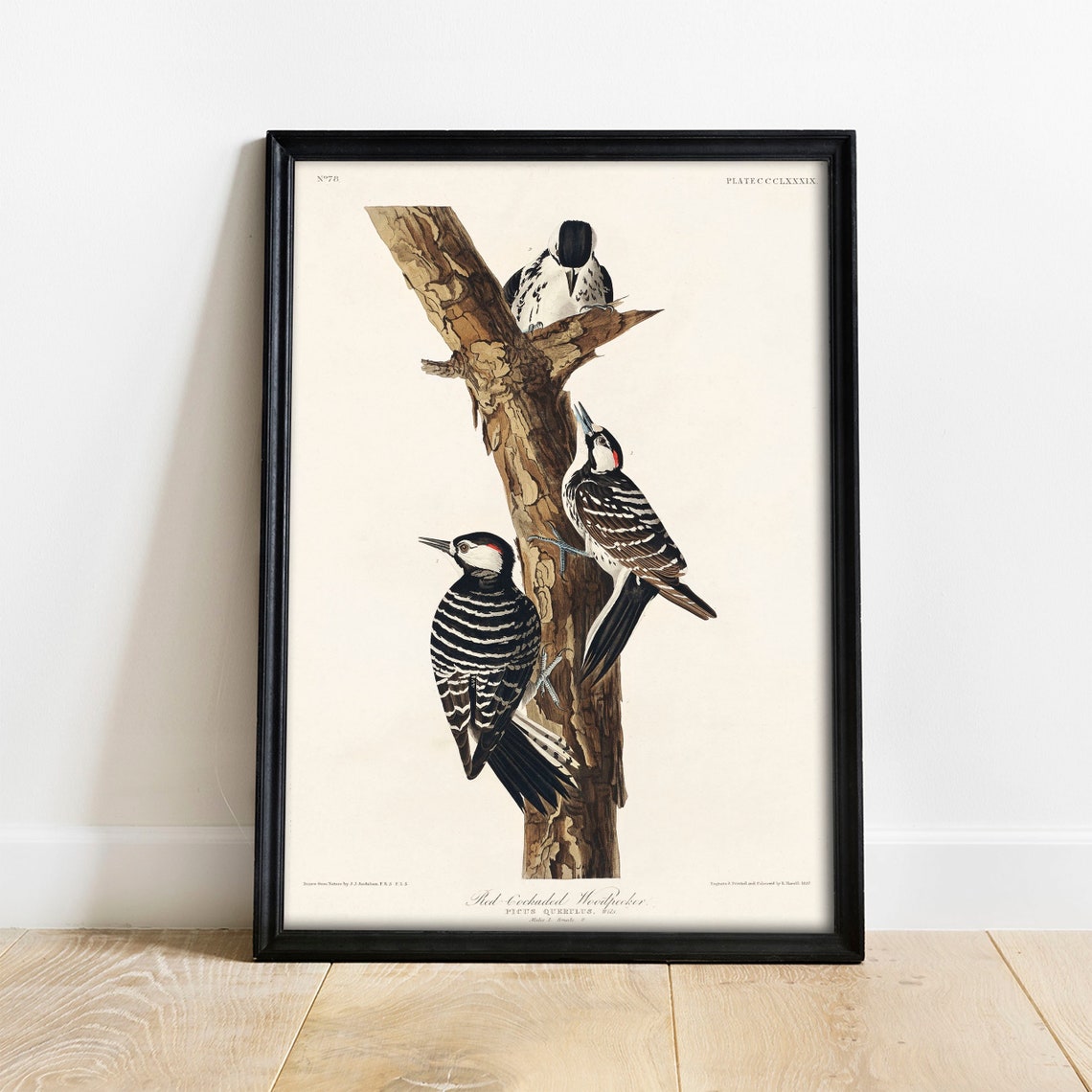 Red Cockaded Woodpecker Vintage Audubon Ornithology Bird Art Poster
